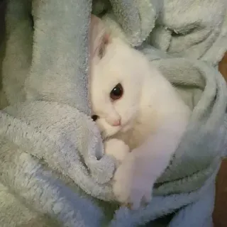 🙁 猫, 子猫, 白猫, 毛布, かわいい, ペット, 動物 telegram sticker