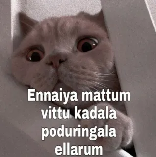 🙄 Ennaiya mattum vittu kadala poduringala ellarum gato, meme, engraçado, animal, gatinho, fofo telegram sticker