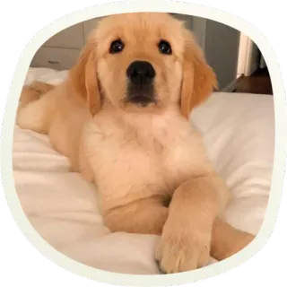 ☺️ щенок, собака, золотистый ретривер, милый, животное, домашнее животное telegram sticker