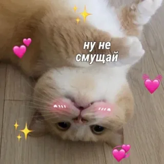 😅 ну не смущай 猫, 可愛い, かわいい, ハート, 照れ telegram sticker