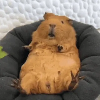 🐹 guinea pig, pet, rodent, animal, cute, funny telegram sticker