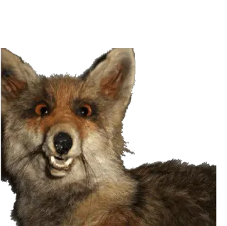 🐺 renard, animal, taxidermie, drôle, effrayant, mème whatsapp sticker