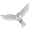🕊️