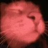 🐈