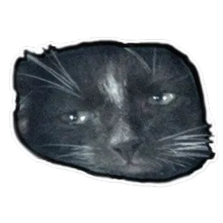 😿 chat, animal de compagnie, animal, chat noir, chat domestique, félin telegram sticker