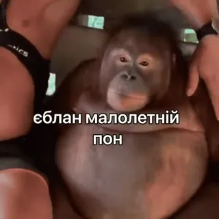 🤮 єблан малолетній
пон monyet, kera, primata, teks, ofensif telegram sticker