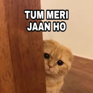 🍁 TUM MERI JAAN HO Katze, süß, Liebe, Zuneigung, Haustier, Tier telegram sticker