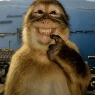 😁 Barbary macaque monkey, smiling, funny, selfie, macaque, grin, animal telegram sticker