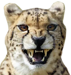 🗯 cheetah, animal, wildlife, cat, predator, mammal whatsapp sticker