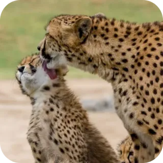🦁 ชีตาห์, สัตว์, สัตว์ป่า, แมว, แม่, ลูก telegram sticker