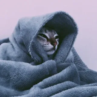 🤍 chat, animal, couverture, animal de compagnie, mignon, cosy, gris telegram sticker