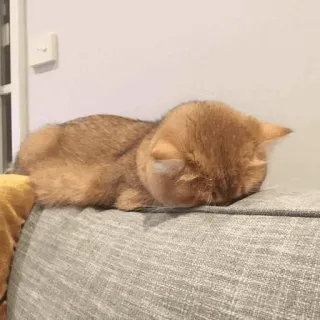 😭 cat, sleeping, animal, pet, domestic, orange cat telegram sticker