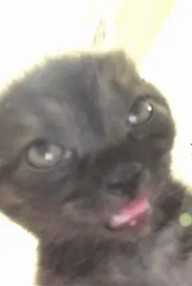 🌟 Katze, Kätzchen, Tier, süß, Haustier, schwarze Katze, Zunge whatsapp sticker