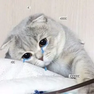 😩 gato, llorando, triste, emocional, lindo, mascota telegram sticker