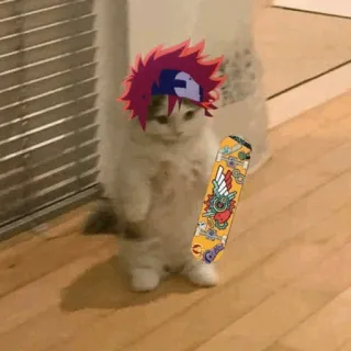 🐈 gato, skate, cabelo anime, fofo, engraçado, animal de estimação, animal telegram sticker