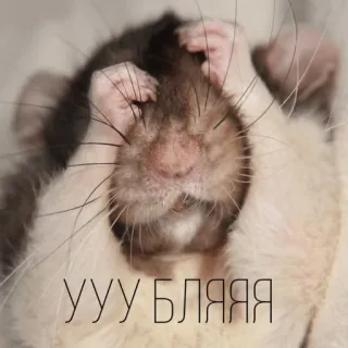 😔 УУУ БЛЯЯЯ rat, mignon, animal, surprise, mème telegram sticker