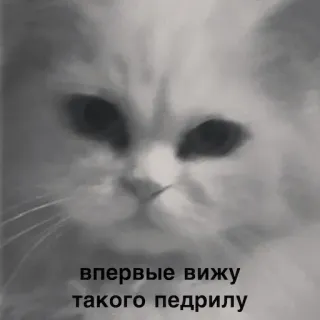 🌝 впервые вижу такого педрилу แมว, ก้าวร้าว, คำเหยียด telegram sticker