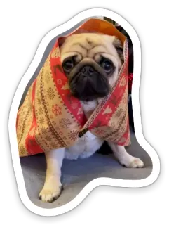 🎄 pug, dog, pet, animal, cute, funny, christmas, blanket telegram sticker
