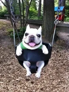 😇 cão, balanço, animal, fofo, animal de estimação, brincalhão, filhote telegram sticker