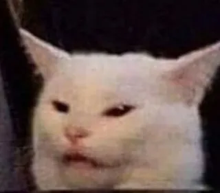 🐱 chat, mème, en colère, confus, chat blanc telegram sticker