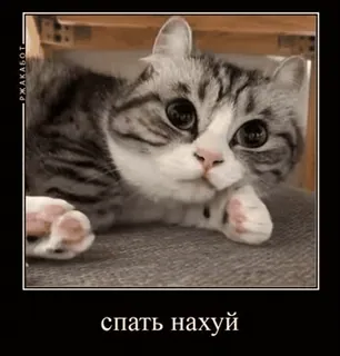 💤 спать нахуй gato, dormindo, animal, meme telegram sticker