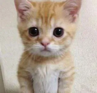 😿 кот, котёнок, милый, животное, питомец, глаза whatsapp sticker
