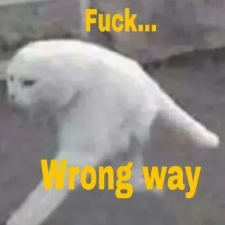 🐈 Fuck... Wrong way chat, mème, drôle, mauvaise direction, texte, offensant whatsapp sticker