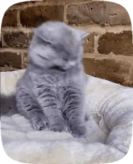👅 gato, gatinho, fofo, animal, animal de estimação, desfoque telegram sticker