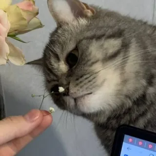🐭 cat, flower, pet, animal, cute, grey cat whatsapp sticker