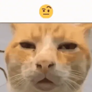 🤨 кот, думающий, мем, питомец, животное whatsapp sticker