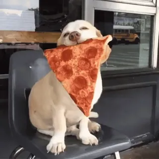 🍕 dog, pizza, food, animal, pet, cute whatsapp sticker