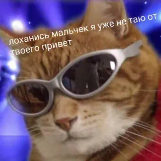 😎 лоханись мальчек я уже не таю от твоего привет kot, okulary przeciwsłoneczne, śmieszne, mem, zwierzę telegram sticker