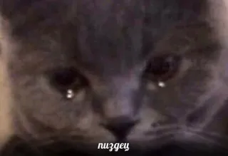 🤍 пиздец gato, triste, chorando, russo, maldição, adesivo telegram sticker