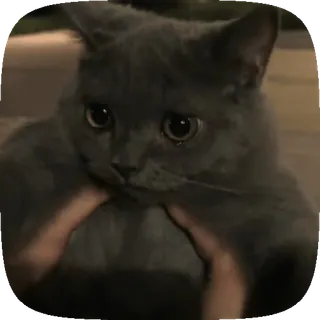 😭 猫, 灰色, 动物, 可爱 telegram sticker