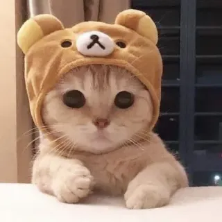 💆‍♀ Katze, Kätzchen, süß, Tier, Haustier, Hut, Bärenmütze, entzückend whatsapp sticker