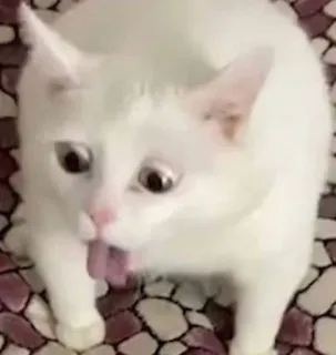 🤍 gato, gato branco, animal, animal de estimação, gatinho, fofo telegram sticker