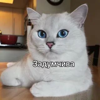 😶 Задумчива 猫, 動物, 青い目, かわいい, ペット, 家畜 telegram sticker