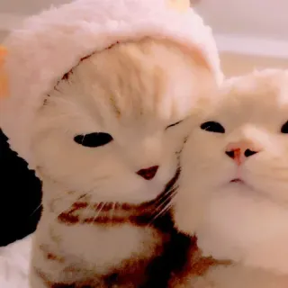 🥺 mèo, mèo con, dễ thương, động vật, thú cưng, tình bạn telegram sticker