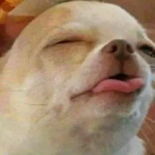 🤤 perro, chihuahua, mascota, animal, lindo, gracioso, lengua telegram sticker