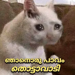 🥲 ഞാനൊരു പാവം തൊട്ടാവാടി cat, crying, sad, meme telegram sticker