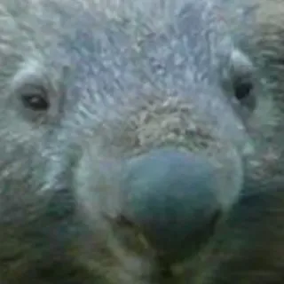 👨‍🦰 wombat, animal, marsupial, faune, mignon telegram sticker