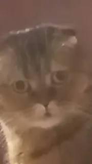 😕 gato, animal, animal de estimação, animal doméstico telegram sticker