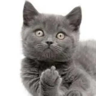 🐱 gato, dedo do meio, ofensivo, animal, gatinho, gato cinza telegram sticker