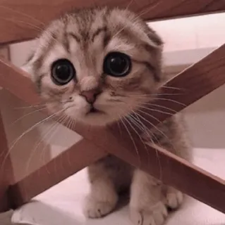 🍡 chaton, chat, mignon, animal de compagnie, animal, domestique, Scottish Fold, grands yeux whatsapp sticker