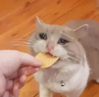 😢 nakedgoose кот, мем, грустный, плачущий, чипсы, еда telegram sticker