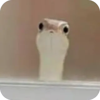 🫥 slang, dier, reptiel, wilde dieren, oogcontact telegram sticker