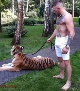 🐯 Conor McGregor mma, 老虎, 动物, 纹身, 运动员, 男人, 康纳·麦格雷戈, 奢华 telegram sticker