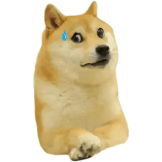 😳 Doge doge, meme, dog, embarrassed, sweat, funny telegram sticker
