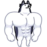 💪 chó, cơ bắp, husky, cơ bắp, động vật telegram sticker