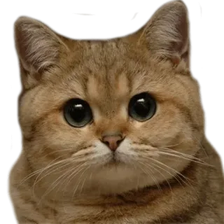 😶 chat, mignon, animal, animal de compagnie, mème, yeux whatsapp sticker